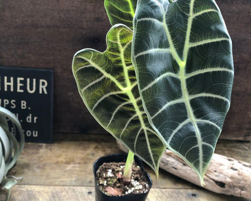 ワトソニア ブラック♡アロカシア♡希少♡美しい葉っぱ アートフラワー