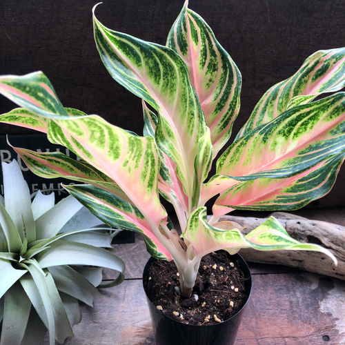 ピーチパナマ♡希少♡アグラオネマ♡美しい♡タイの宝石 アート