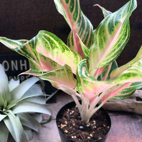 ピーチパナマ♡希少♡アグラオネマ♡美しい♡タイの宝石 アート