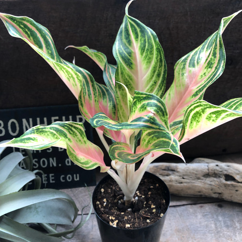 ピーチパナマ♡希少♡アグラオネマ♡美しい♡タイの宝石 アート