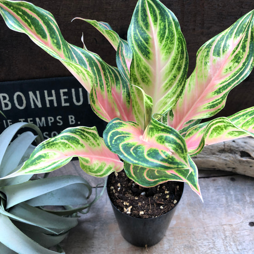 ピーチパナマ♡希少♡アグラオネマ♡美しい♡タイの宝石 アート