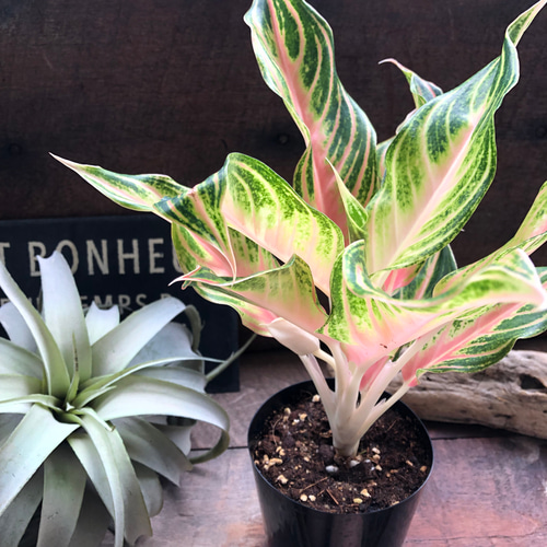 ピーチパナマ♡希少♡アグラオネマ♡美しい♡タイの宝石 アート