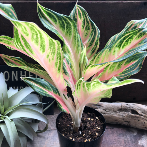 ピーチパナマ♡希少♡アグラオネマ♡美しい♡タイの宝石 アート