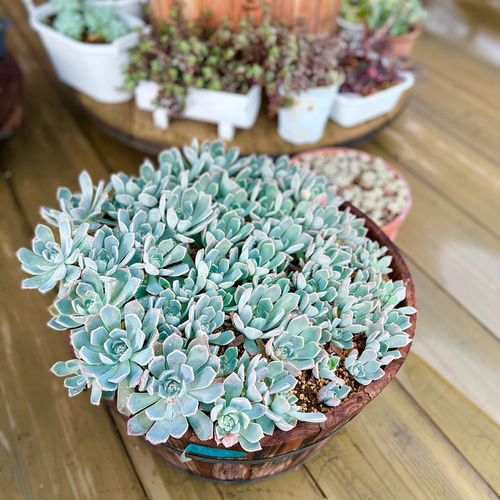 ピンクプリティ＊多肉植物＊抜き苗 多肉植物 ＊N＊ 通販 18316442