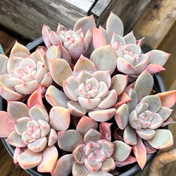 ピンクプリティ＊多肉植物＊抜き苗 多肉植物 ＊N＊ 通販 18316442