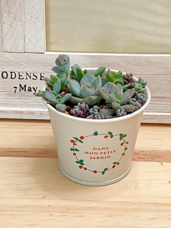きまぐれ寄せ植え♡⃛多肉植物＊鉢ごと発送 多肉植物 ＊N＊ 通販 
