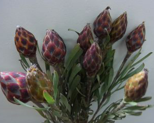 リューカデンドロンプルモサス種 その他素材 handmadeマメ 通販