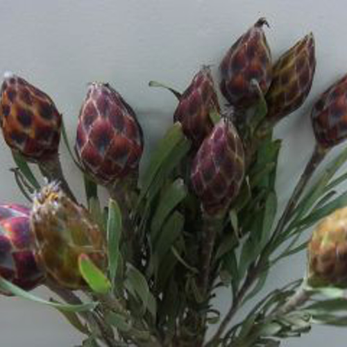 リューカデンドロンプルモサス種 その他素材 handmadeマメ 通販