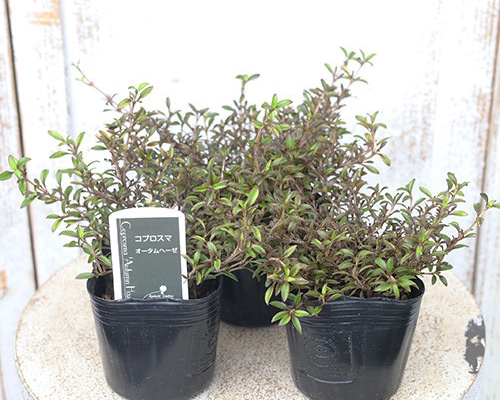 草花苗 コプロスマ オータムヘーゼ 3号 常緑低木 カラーリーフ 銅葉色