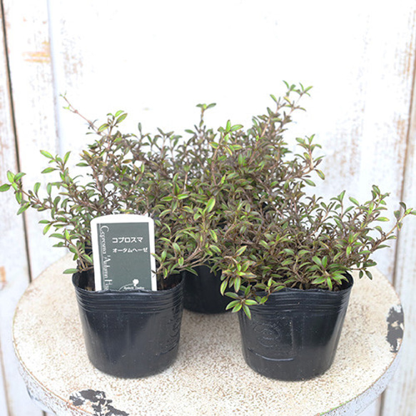 草花苗 コプロスマ オータムヘーゼ 3号 常緑低木 カラーリーフ 銅葉色