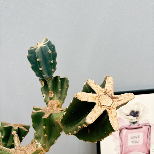 現品］1番 柱サボテン 鬼面角 ブランチ 10号 観葉植物 室内 大型