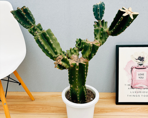 柱サボテン　欲しいところ言ってください 柱サボテン(ブランチ) 5号 | Green Vibes 宇都宮市の観葉植物専門店