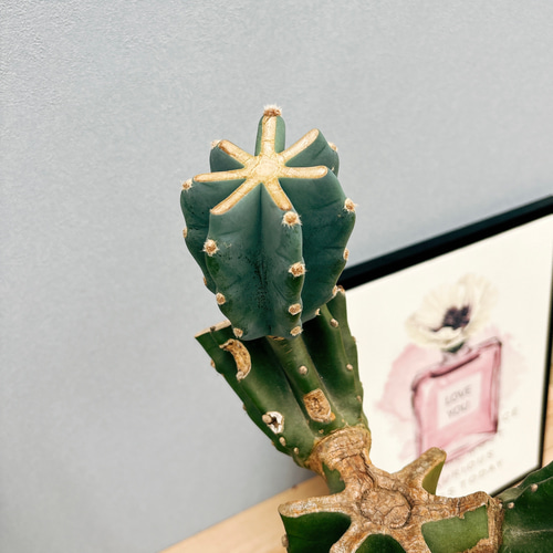 越冬10本限定早い者勝特別価格10 柱サボテン 鬼面角　発根　サボテンブランチ 現品］1番 柱サボテン 鬼面角 ブランチ 10号 観葉植物 室内 大型