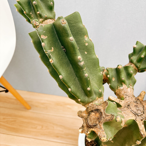現品］1番 柱サボテン 鬼面角 ブランチ 10号 観葉植物 室内 大型
