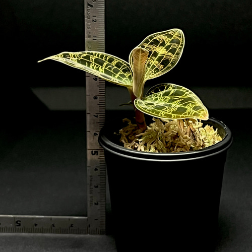 観葉植物】ジュエルオーキッド【宝石蘭】【マコデス ペトラ