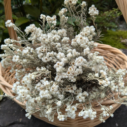 カワラハハコ 花かんざし ドライフラワー カワラハハコ 花かんざし