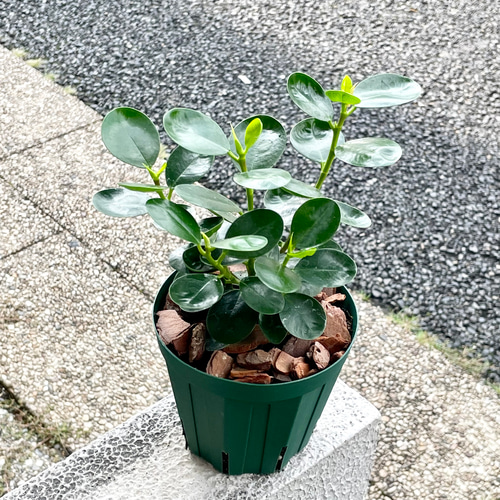 枝分かれ株 ガジュマル小パンダ コパンダガジュマル その他インテリア