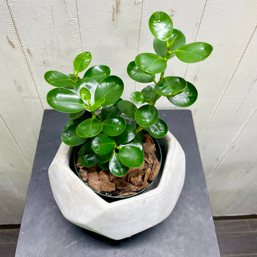 枝分かれ株 ガジュマル小パンダ コパンダガジュマル その他インテリア