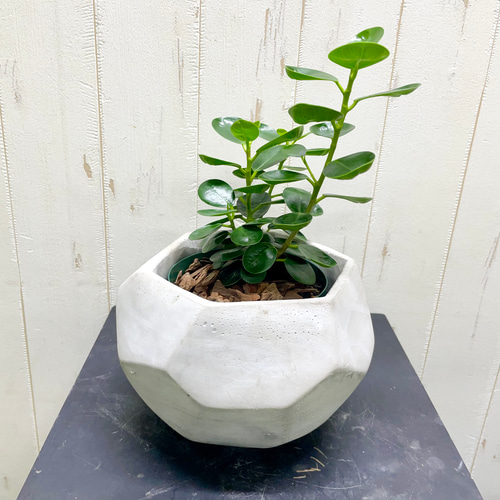 パンダガジュマル　ご希望の商品を選べます② ガジュマル：パンダガジュマル 2号 の通販 | 園芸ネット