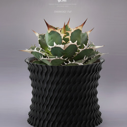 塊根植物 鉢 Adv-039S (100×85)シンプル おしゃれ 多肉 観葉