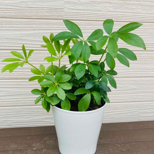 シェフレラ カポック 3株まとめてセット 観葉植物☆ アートフラワー