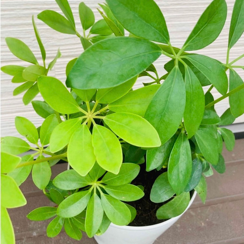 シェフレラ カポック 3株まとめてセット 観葉植物☆ アートフラワー