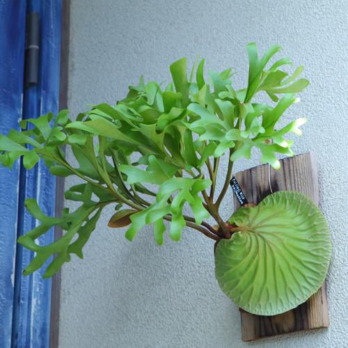 ビカクシダ リドレイ ワイルド 板付け