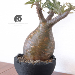 グラキリス　塊根植物 中型 黒い鉢付き グラキリス 現地球 塊根植物 中型 黒鉢