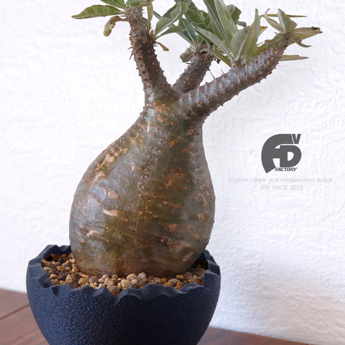 Adv-024-L (140×84) 植木鉢 おしゃれ プラ鉢 多肉 観葉 塊根 黒 Adv-024-L (140×84) 植木鉢 おしゃれ プラ鉢 多肉 観葉 塊根 黒