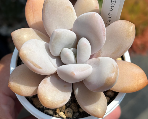 6262f89e20019b5ee139b5b1deb910