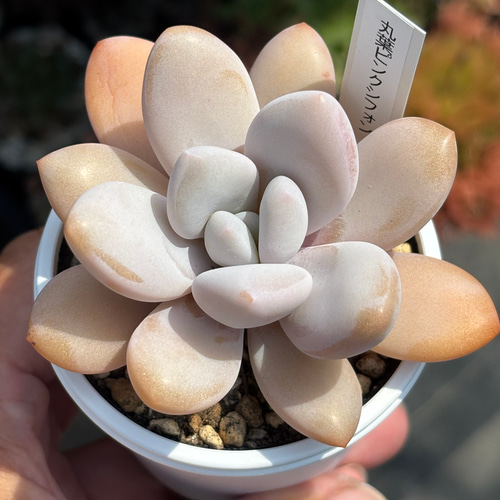 多肉植物^o^ 葉挿し赤ちゃん　ピンクシフォン 多肉植物^o^ 葉挿し赤ちゃん ピンクシフォン 多肉植物^o^ 葉挿し