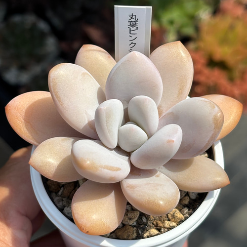 超レア品種！☆丸葉ピンクシフォン（国産）多肉植物 自家繁殖（3/28
