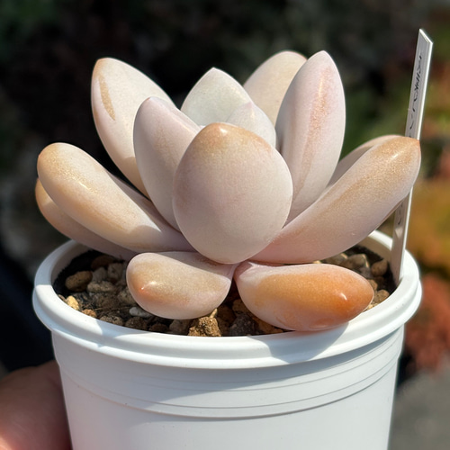 超レア品種！☆丸葉ピンクシフォン（国産）多肉植物 自家繁殖（3/28