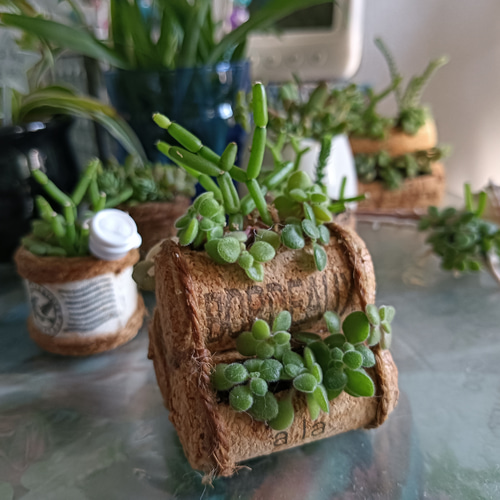 リプサリス 寄せ植え コルクタイプ 多肉植物 グリーンライフスペース 