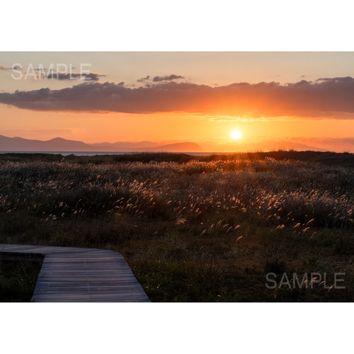 A4、A3可能】海辺のススキと夕日。アートポスター北海道風景写真 写真