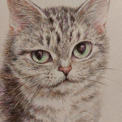 作品名: 猫 /色鉛筆画 /ケント紙 /B5サイズ /原画(送料無料 作品名: 猫 /色鉛筆画 /ケント紙 /B5サイズ /原画(送料無料