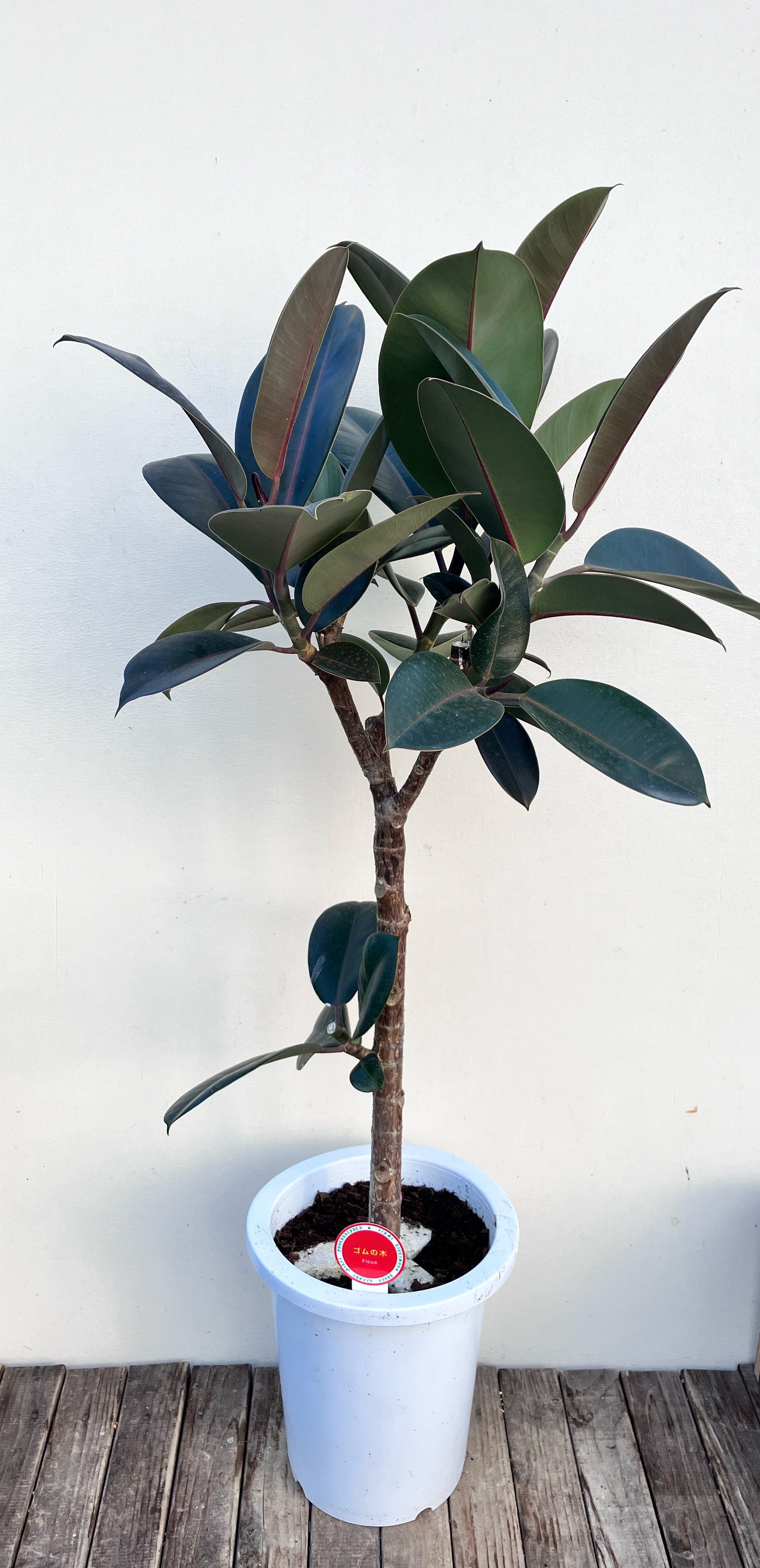 黒ゴム＊バーガンディ＊フィカス＊ゴムの木＊観葉植物