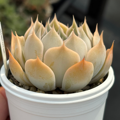 人気レア品種！☆白雪日和 多肉植物 自家繁殖 国産 多肉植物 美 