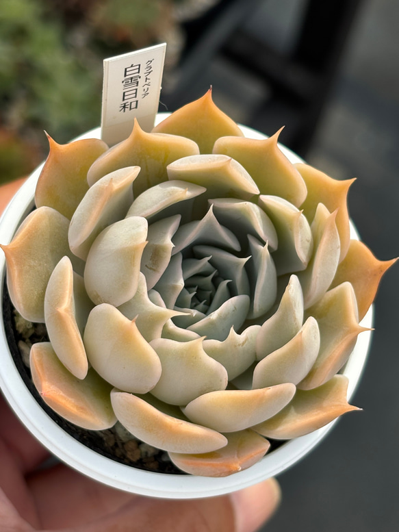 人気レア品種！☆白雪日和 多肉植物 自家繁殖 国産 多肉植物 美