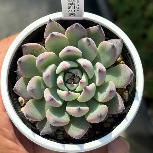 レア　多分　紫檀の台 人気レア品種！☆紫紺の矢 多肉植物 自家繁殖 国産 多肉植物 美