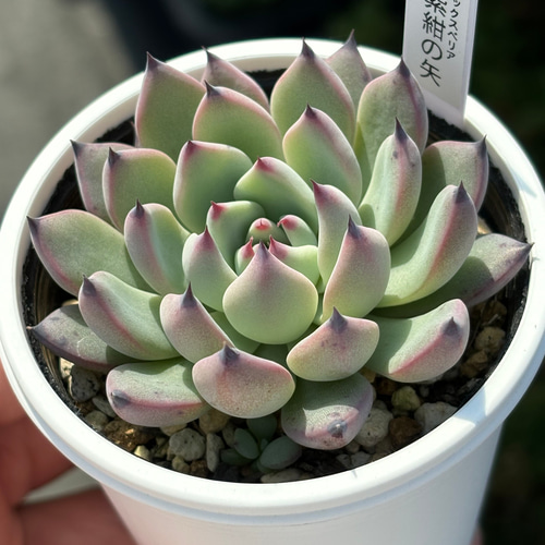 人気レア品種！☆紫紺の矢 多肉植物 自家繁殖 国産 多肉植物 美