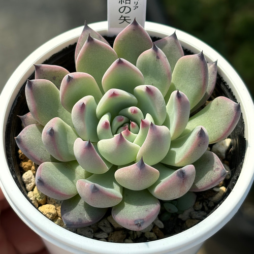 パソドブレ錦 レア　多肉植物 覆輪　二枚目出品苗　新根あり パソドブレ錦 レア 多肉植物 覆輪 二枚目出品苗 新根あり パソドブレ錦