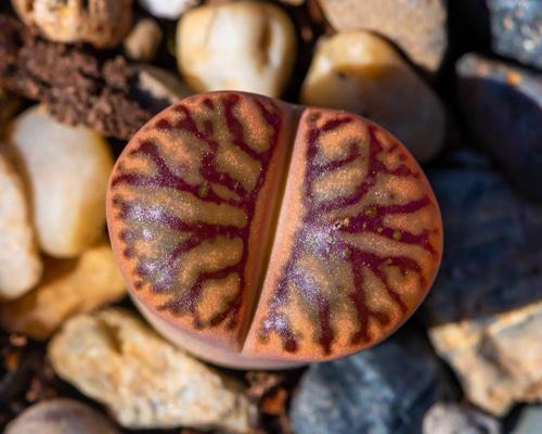 8/4 発送kamekichinosuke3様　確認用　多肉植物リトープス抜き苗 08666fdb38b17002a4e06be9377af0