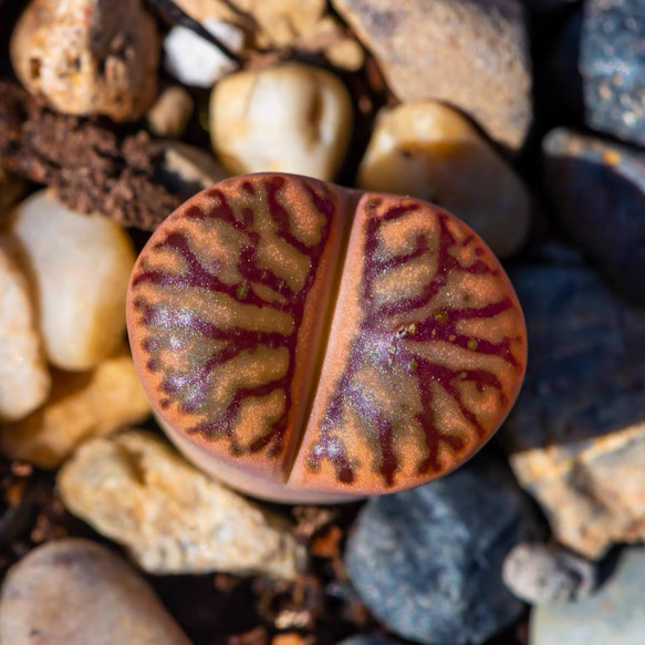 多肉植物 リトープス 紅珊瑚 1.2-1.5cm 抜き苗 1株 多肉植物 愛