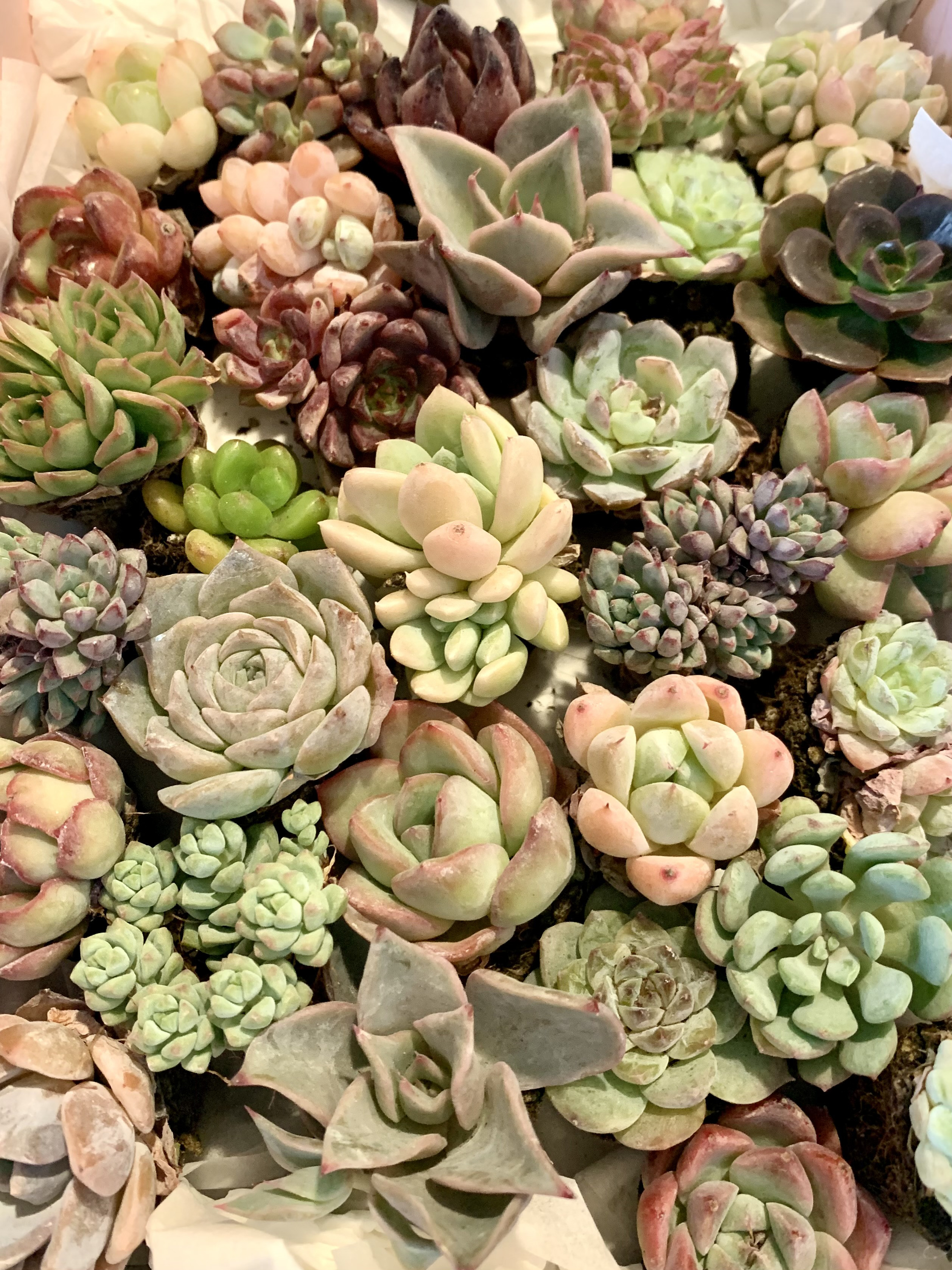 多肉植物 韓国苗 エケベリア MIX100苗セット 画像のセット 5韓国苗エケベリア 100個 多肉植物 カット ミックス苗