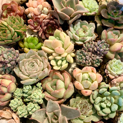 期間限定 寄せ植え 韓国苗 30個 おまけ付き 多肉 多肉植物 多肉寄せ