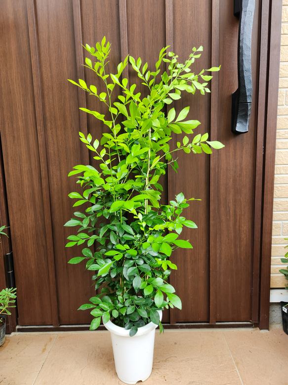 ジャスミン Amazon | 海東ブラザーズ [海東銘茶 オーガニック] 中国茶 有機