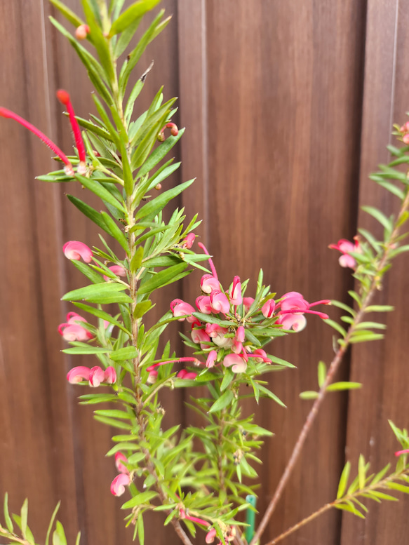 グレビレア　レッドフックス　鉢植え　苗　レア品種　オージープランツ グレビレア レッドフックス 鉢植えY 苗 オージープランツ レア品種