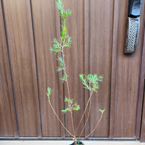 可愛い♪ 四季咲き グレビレア ジョンエバンス ポット苗 オージー