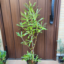 5aaf58466090291095fdafd4ebaa3c